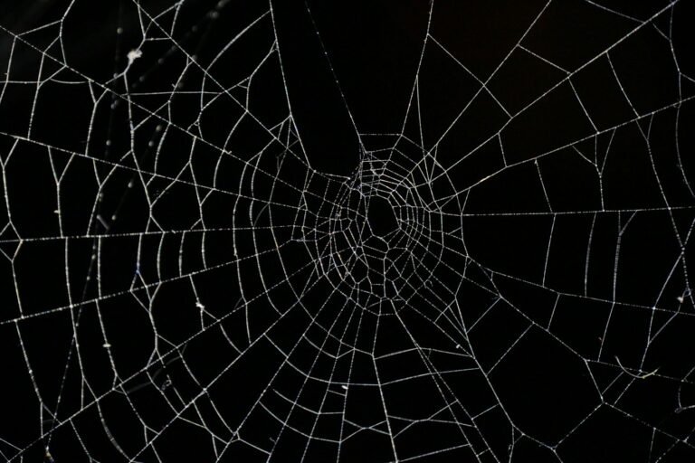 Anansi the Spider and the Feast in the Sky