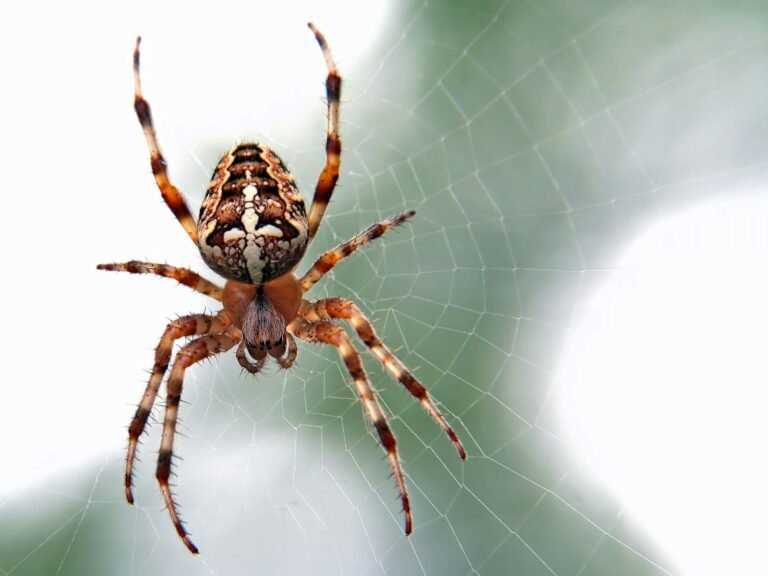 Folktale: Anansi and the Pot of Wisdom