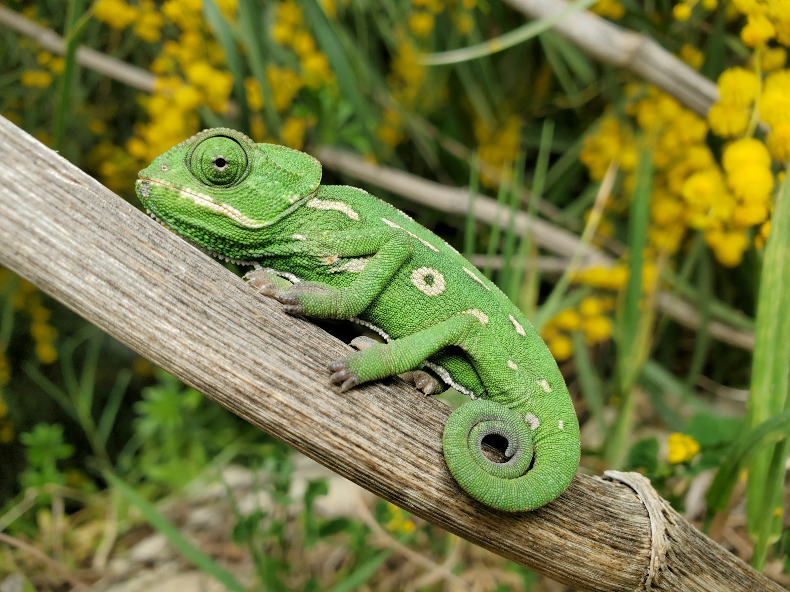 Folktale: The Chameleon and the Lizard