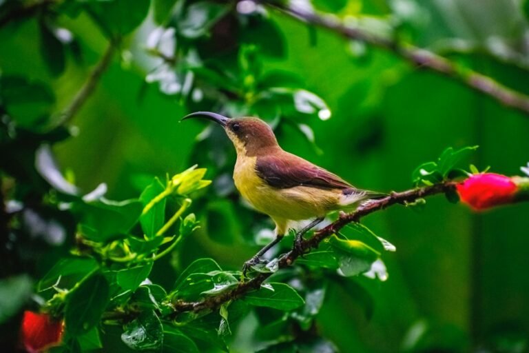 Folktale: The Honeyguide's Revenge