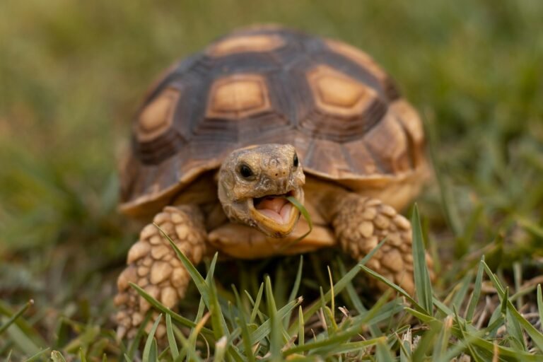 Folktale: The Singing Tortoise